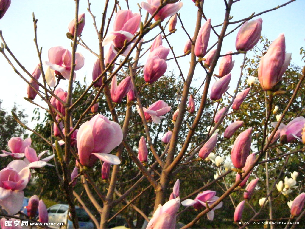 玉兰花