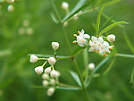 小白花