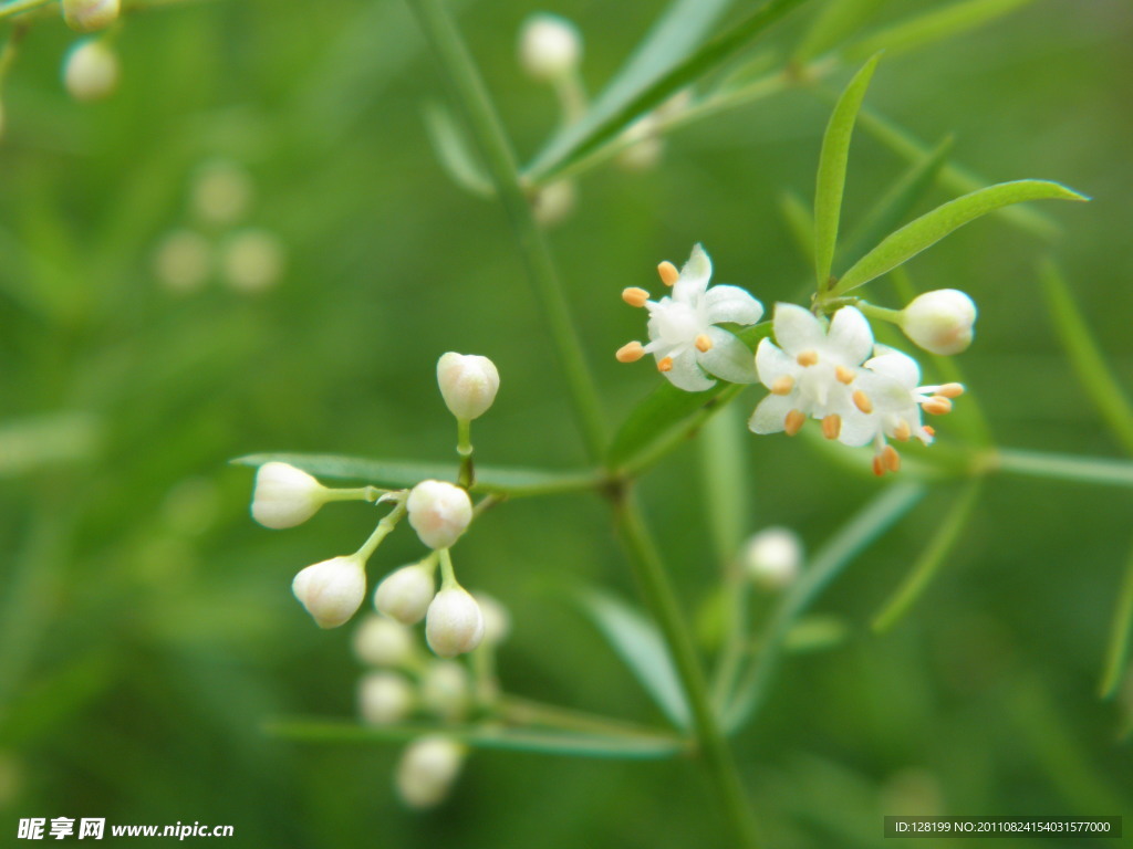 小白花