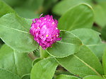 菊花 红菊