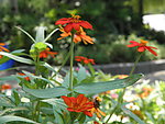 菊花 红菊