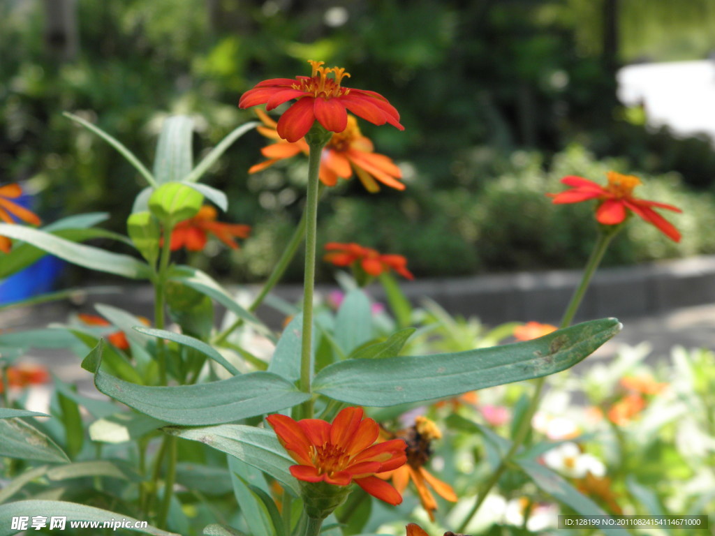 菊花 红菊