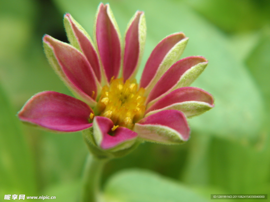 菊花 红菊