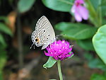 菊花 红菊 蝴蝶