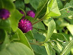 菊花 红菊