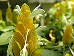 金苞花