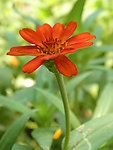 菊花 红菊