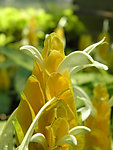 金苞花