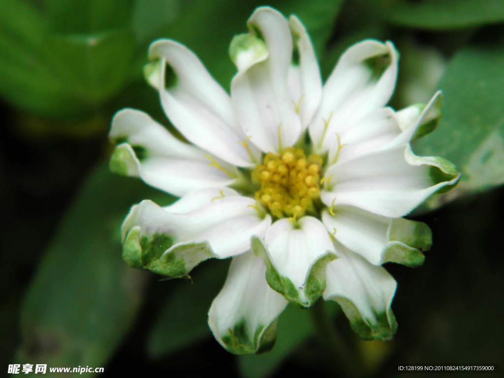 菊花 白菊