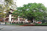 苍天大树