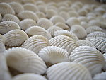 贝壳