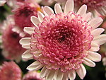 菊花 红菊