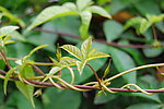 藤蔓类植物