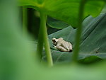蟾蜍