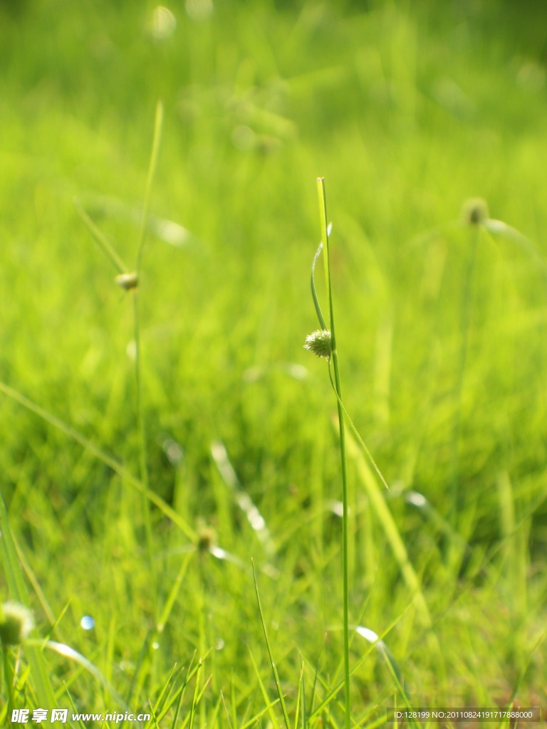 绿色世界