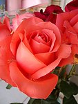 玫瑰花