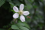 白菊花