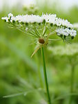 小白花