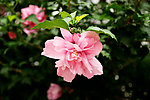 木槿花朵