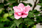木槿花开
