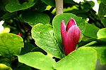 玉兰花蕾