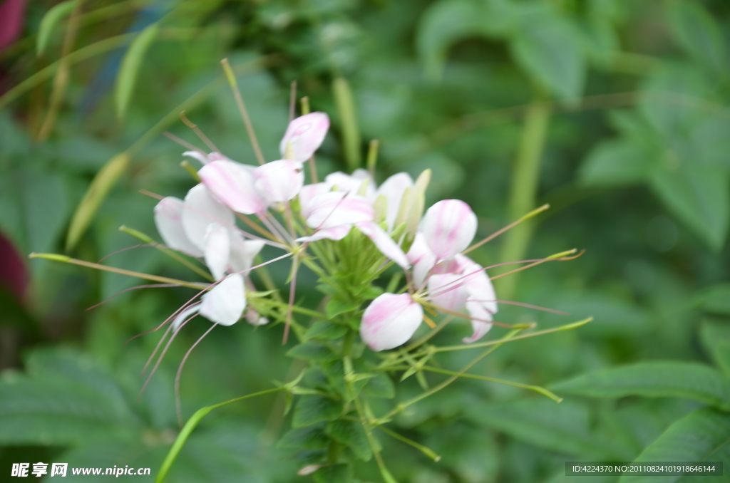 醉蝶花