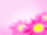 花朵背景