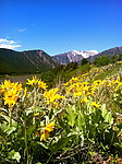 野花