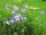 山花