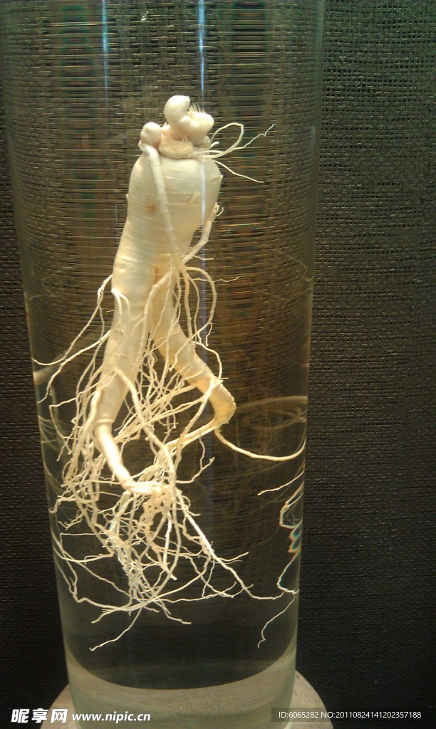 人参
