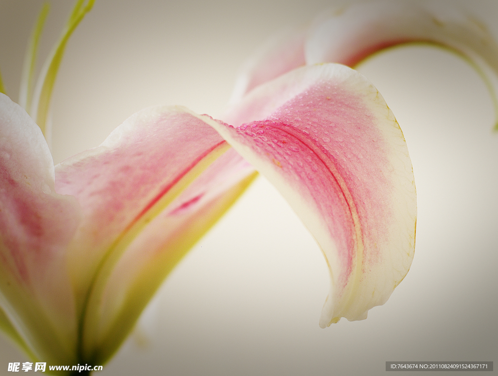 百合花