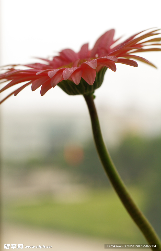 非洲菊