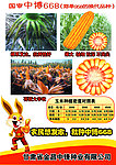 玉米 种子 宣传单