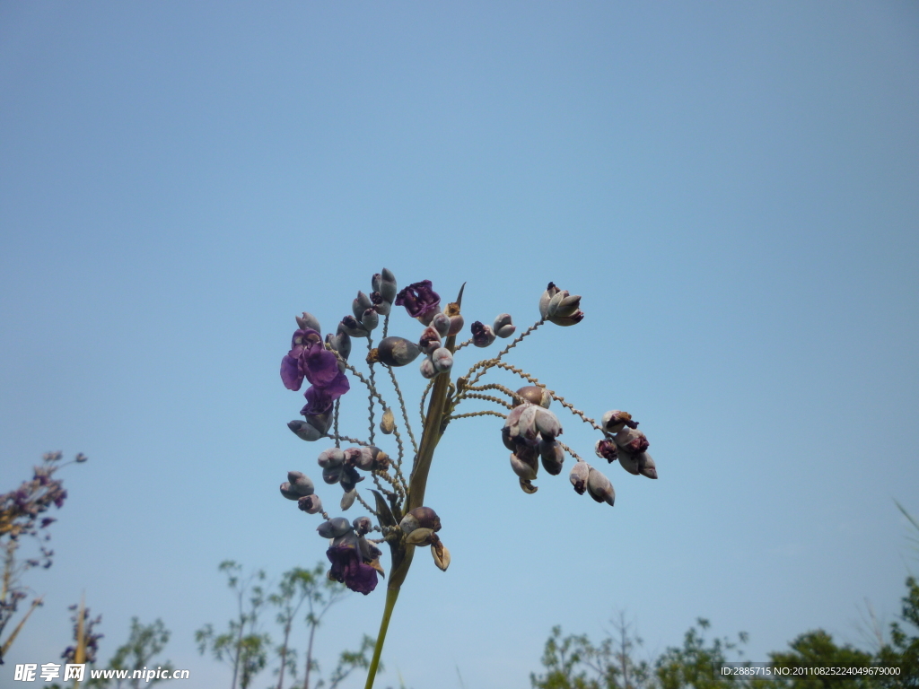 花草