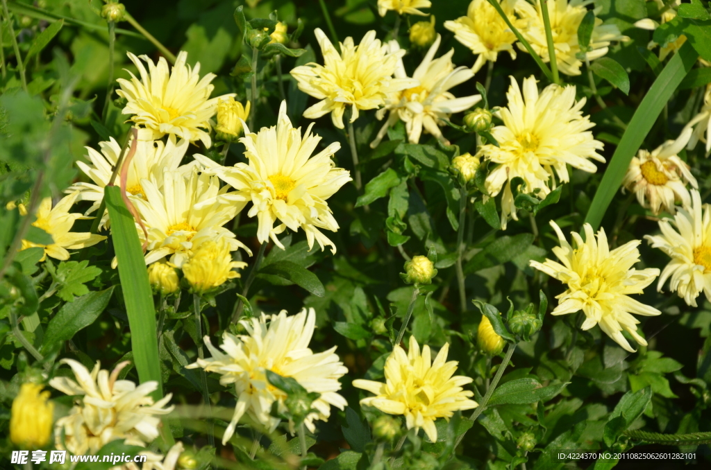 菊花