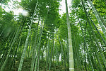 竹林