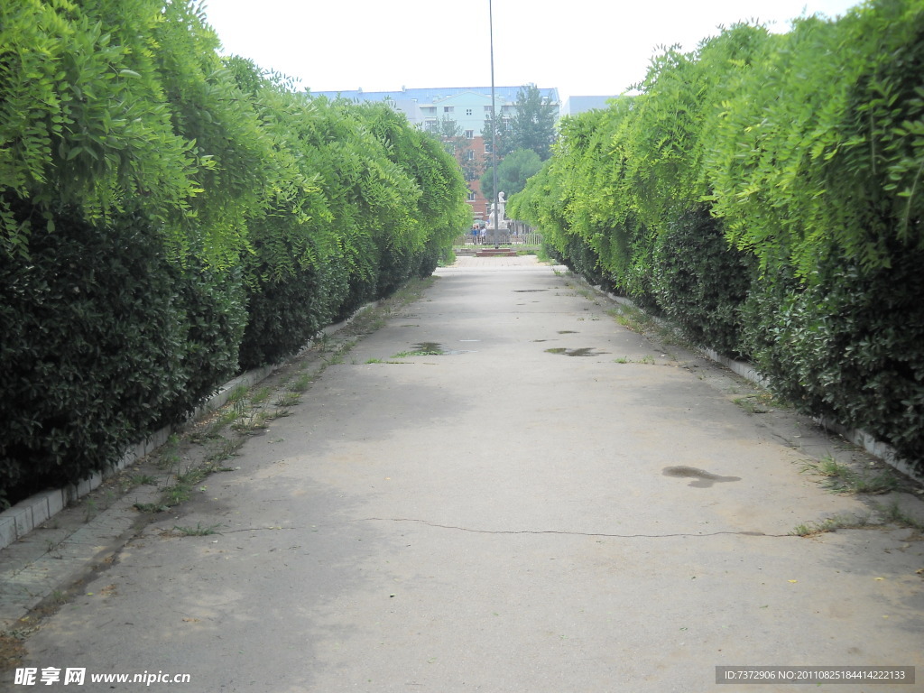 道路绿荫护眼高清风景桌面壁纸-壁纸图片大全