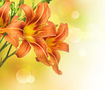 百合花
