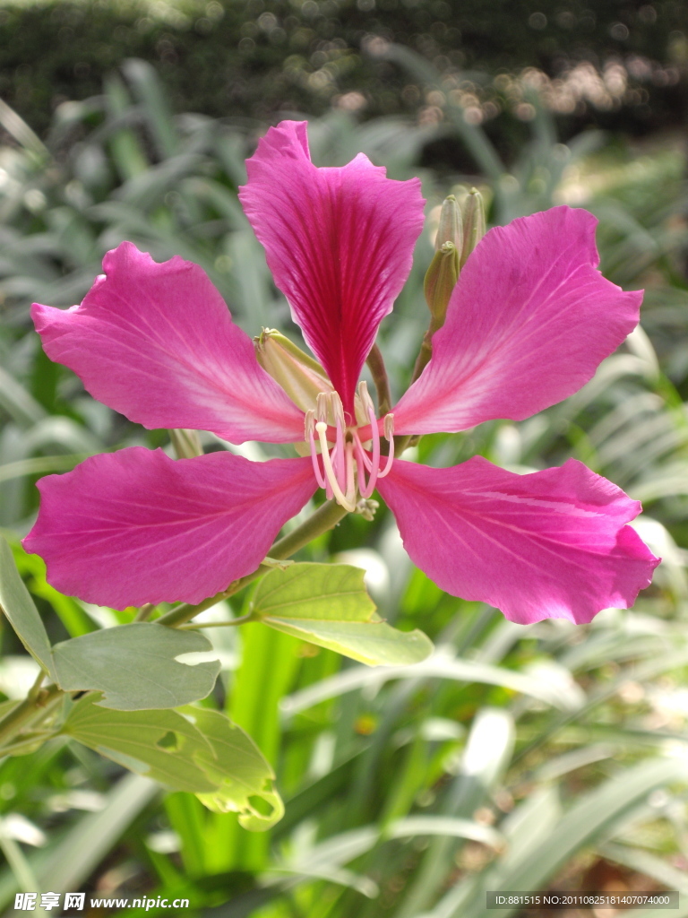花卉