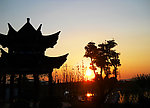 夕阳红