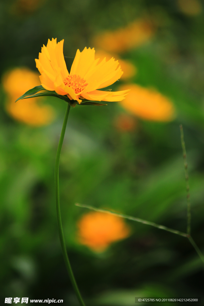 波斯菊