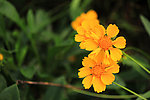 波斯菊