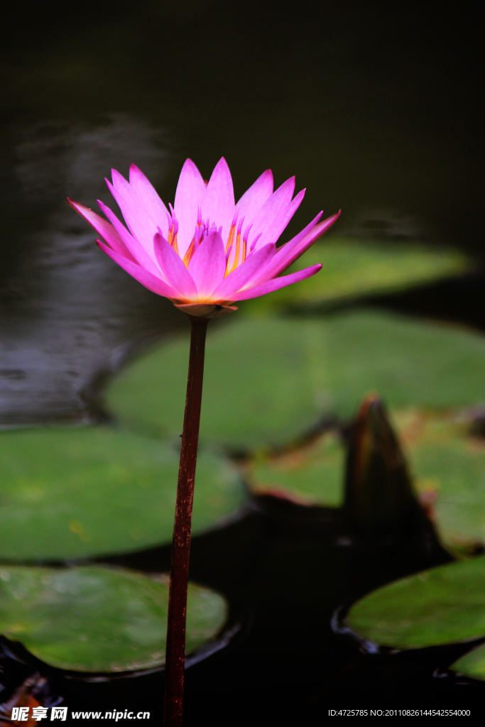 莲花
