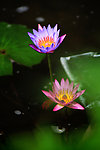 莲花