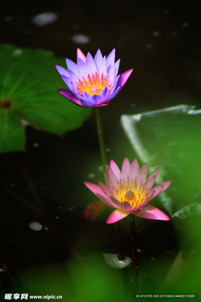 莲花