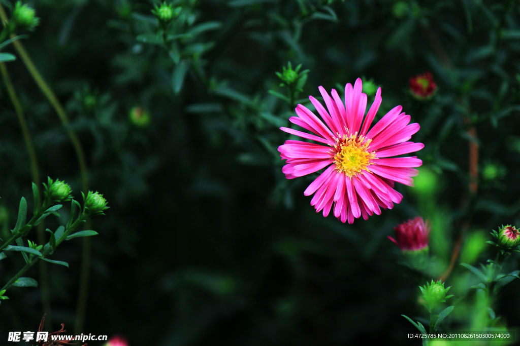 粉红菊花