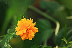 孔雀草
