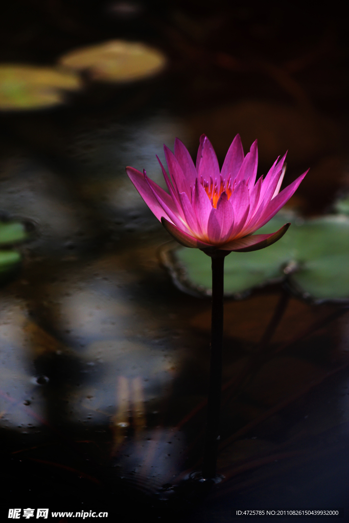 荷花