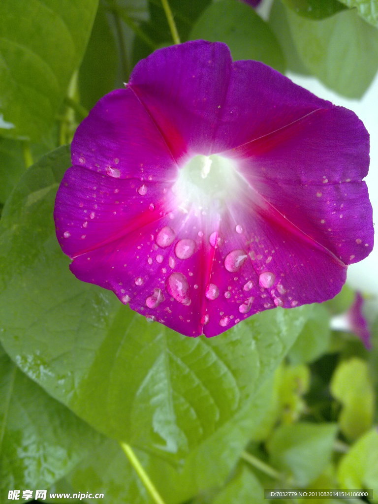 牵牛花