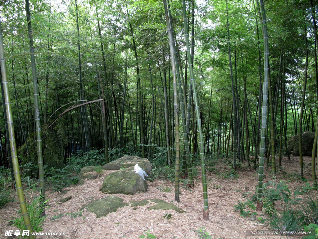 竹林